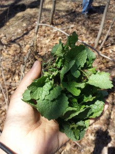 garlic mustard