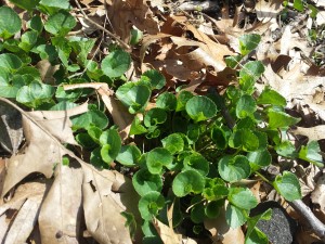 violets in forest park