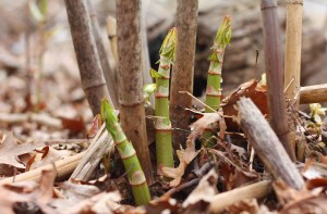 Japanese Knotweed