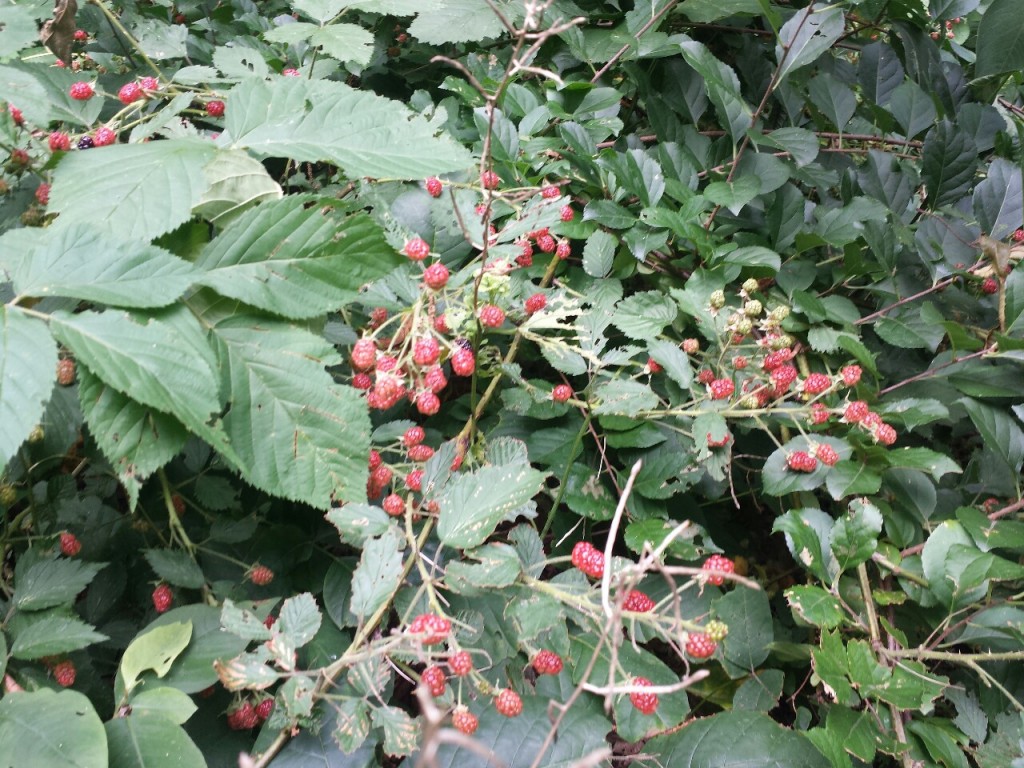 unripe berries