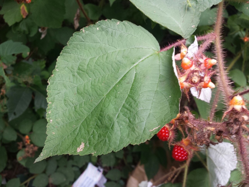 Raspberry leaf