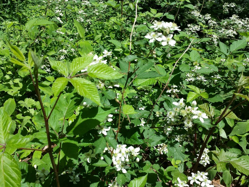 flowering berry bushes